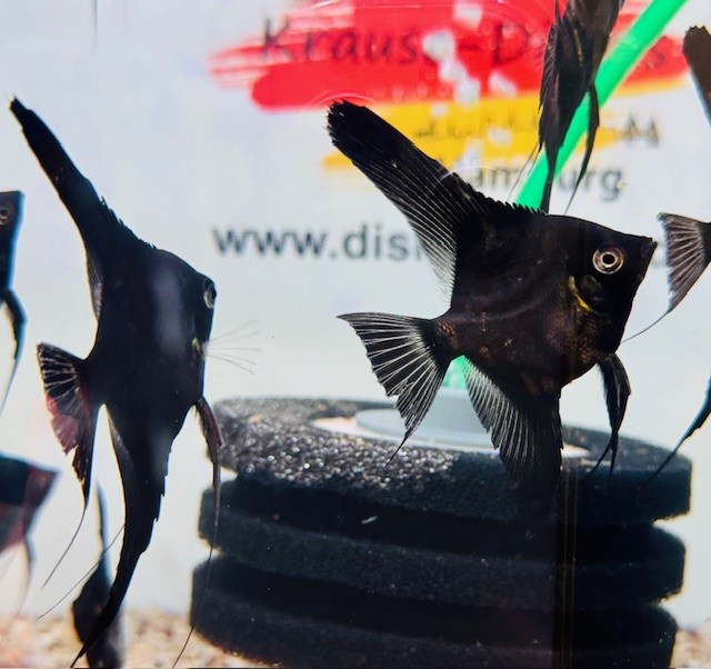 Skalar Pinoy Double Black 6-8cm